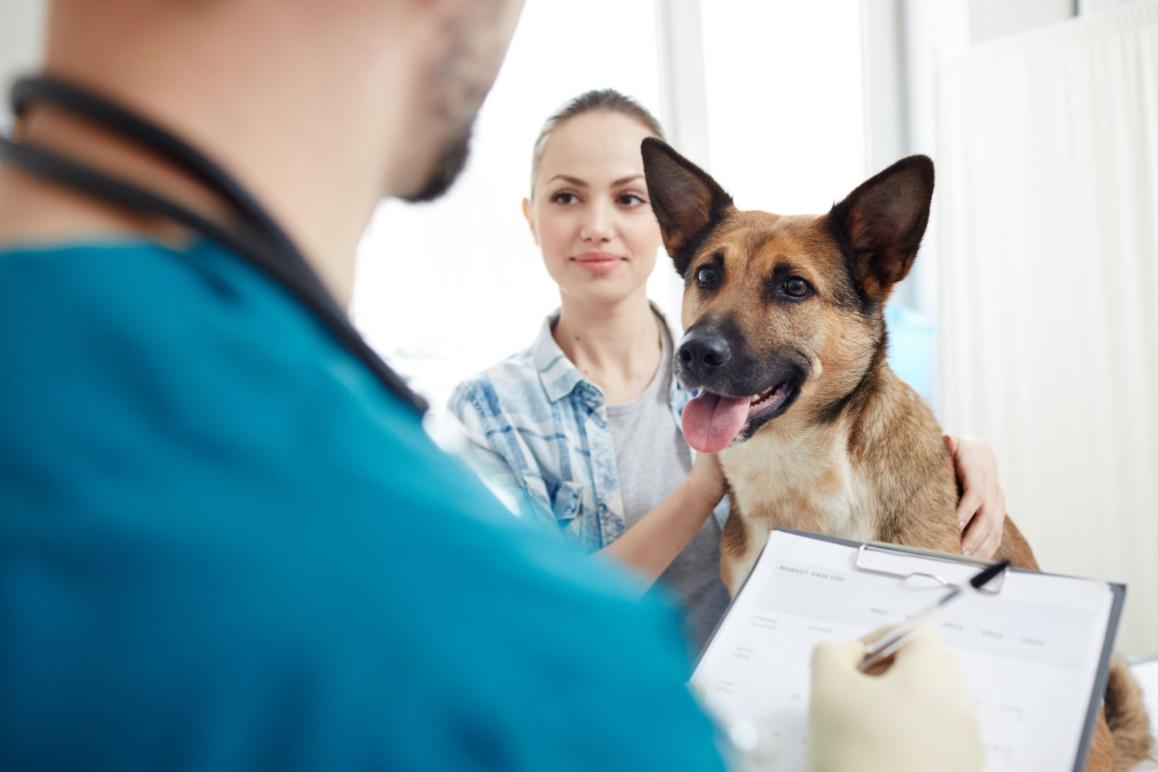 Dog insurance comparison