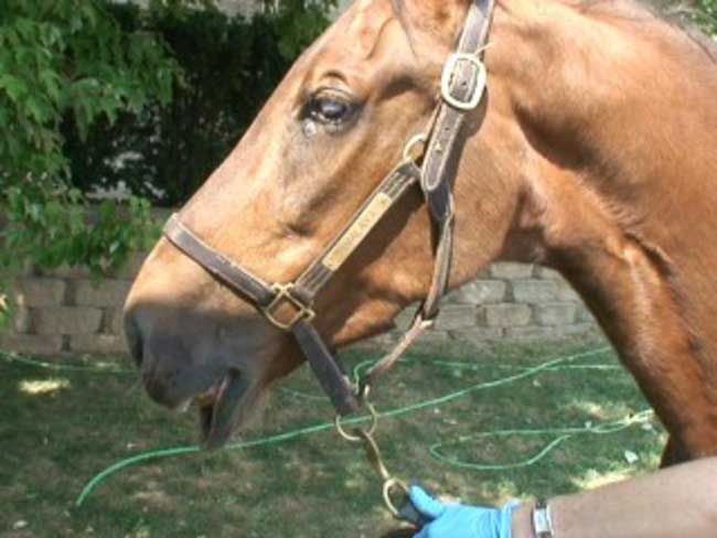 The horse pictured has signs consistent with damage to CN V: both severe atrophy of masseter musculature and dropped jaw. The mare also exhibits loss of CN VII function, because she is unable to blink her left eyelid or produce adequate tears.