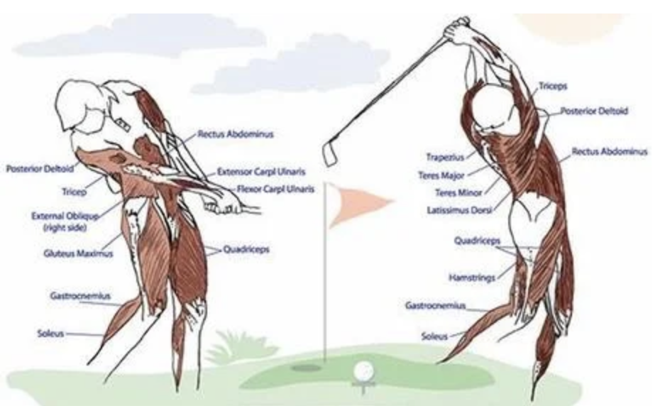 anatomy drawing of a figure about to hit a golf ball