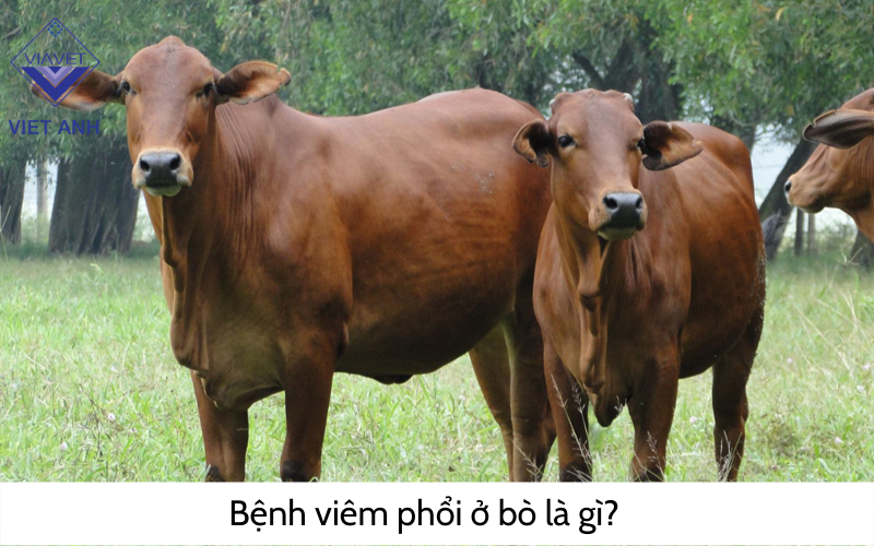 Bệnh viêm phổi ở bò là gì