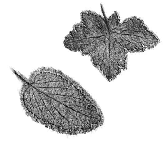 D:\0 wd yedek\acr yedek\1 film indirme\botanicheskaya_illyustraciya2_files\image020.jpg