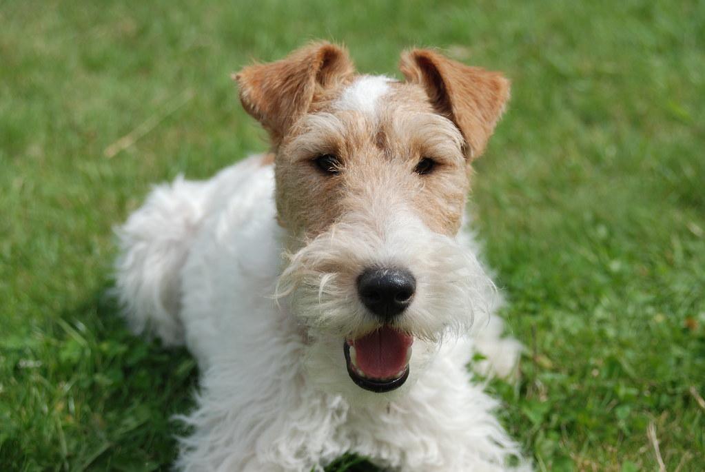 Gatsby, the wire fox terrier, looking cute | AHLN | Flickr