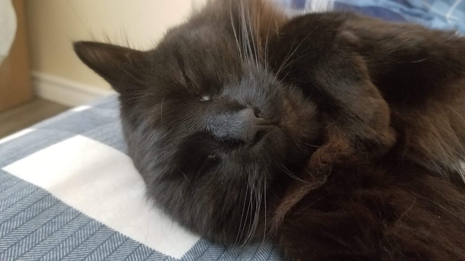 Look at this beautiful black cat taking a peaceful nap
