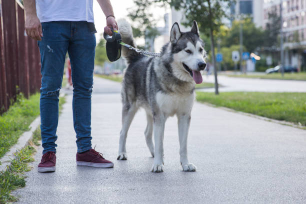 Importance of Training Your Siberian Husky