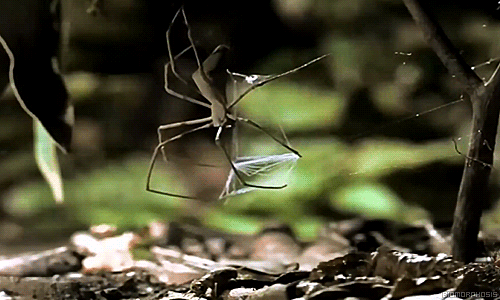 37 - The Gladiator Spider Preying On A Insect.gif