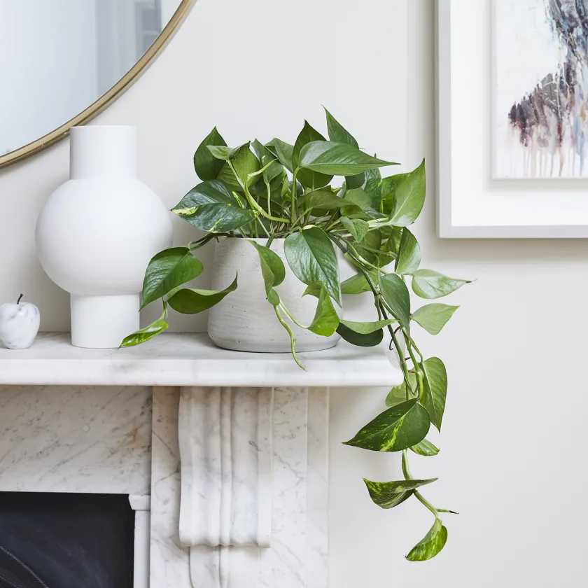 Trailing pothos from a fireplace mantel