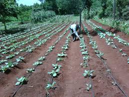  picture of nursery management in kenya