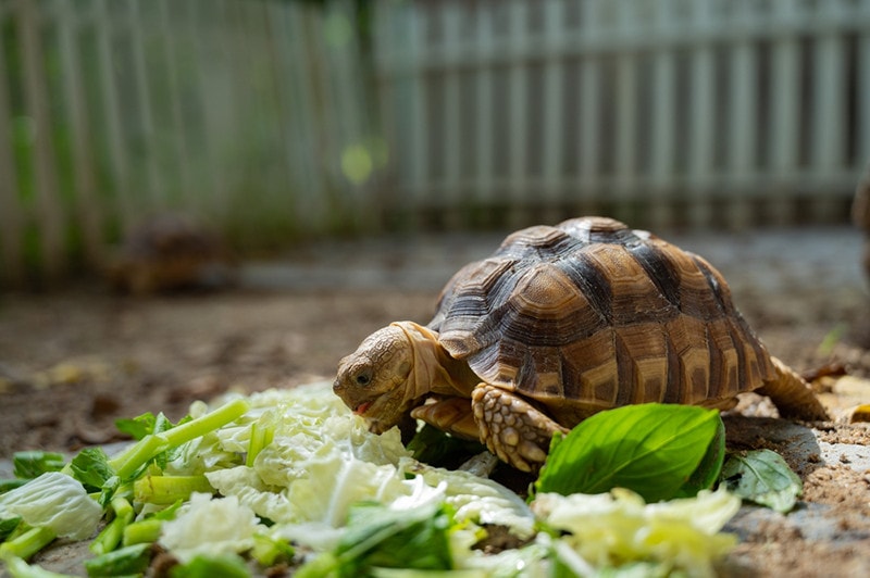 Can Tortoises Eat Lettuce