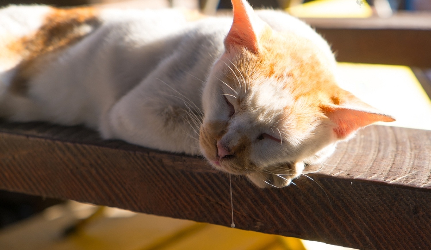 Why Is My Cat Drooling? 2 D7HRUtGN2sXScRseBKzzE9FIeSyaGhylQz0UcokW2nN5pCXXSjmOYvQSVKORoZttS3OwpVz5kexeJyU4ubbiqumj J0IkYcL8EoajEzF0kYZkT9bJkZikAQxnDIJ8paznqcB5h8NicSCoyml TrWHX0