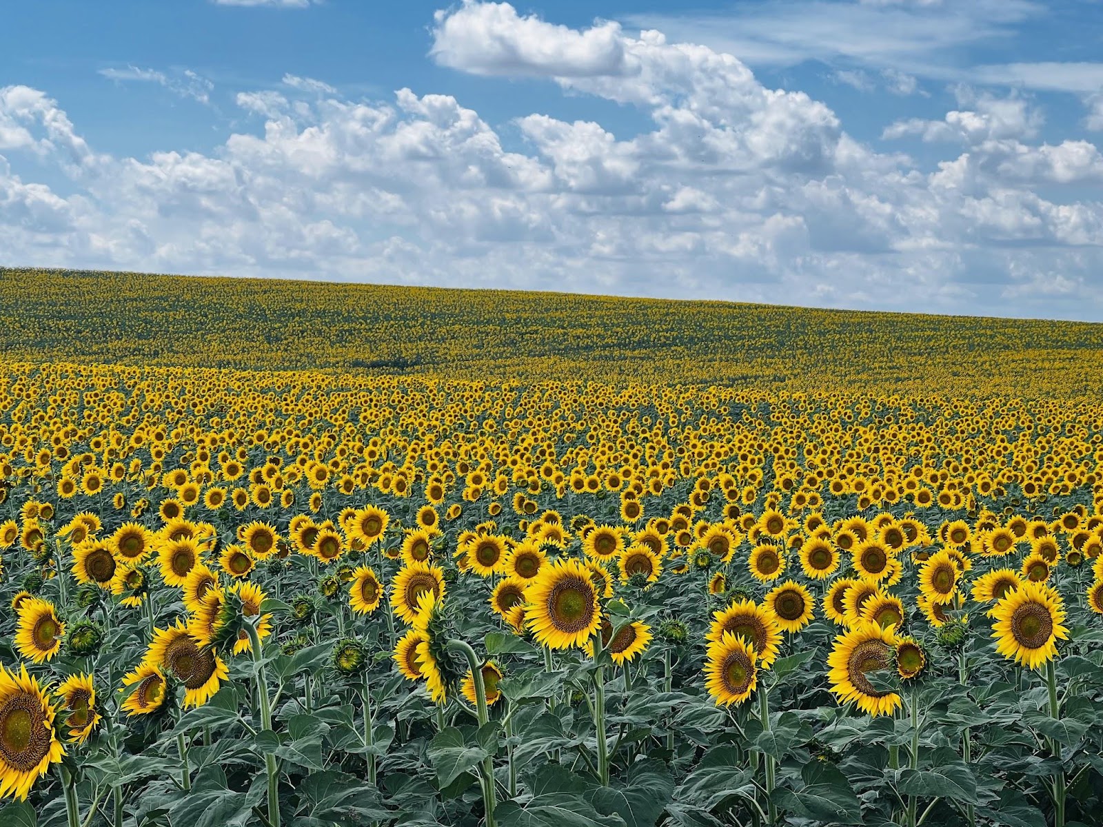 sunflower fields near Badlands national park