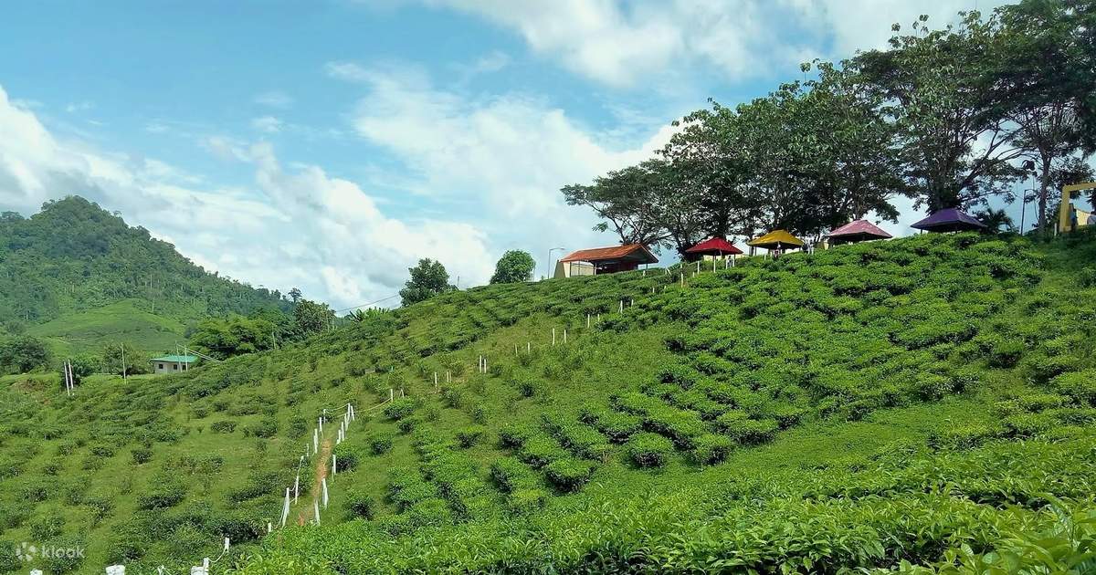 Sabah Tea Garden Landscape View