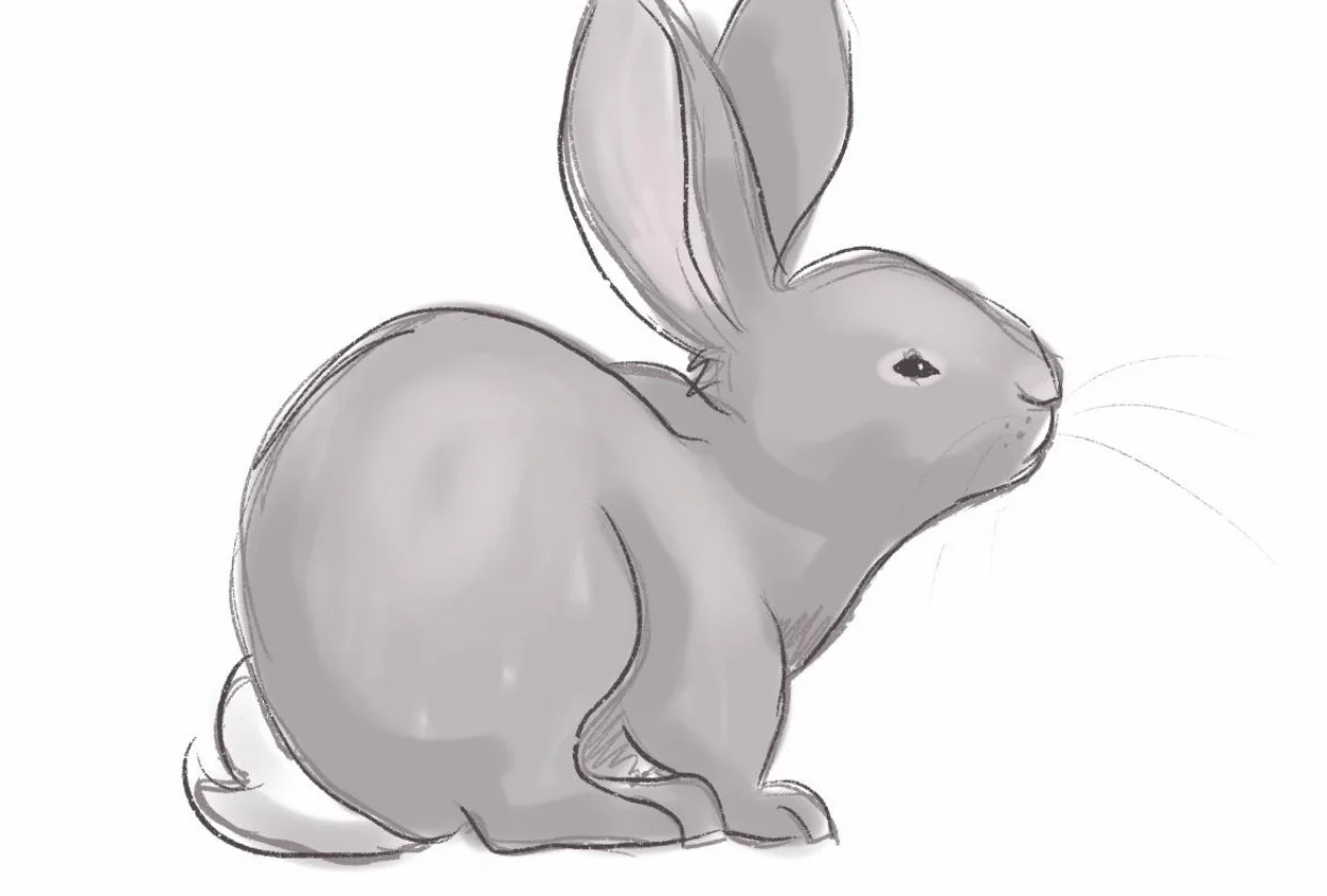 gray bunny