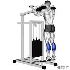 Machine Calf Raise Standards for Men and Women (kg) - Strength Level