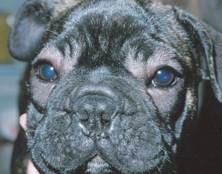 Facial angioedema due to a vaccine allergy in a French Bulldog puppy