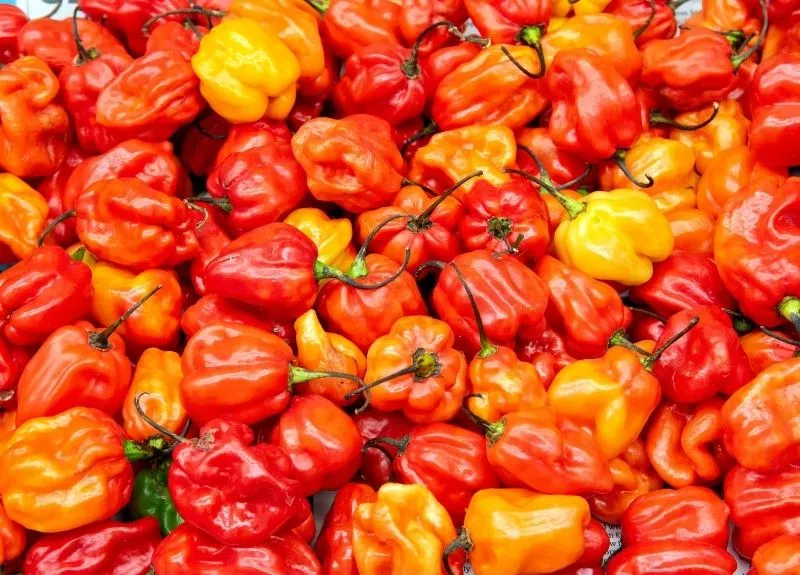 Habanero Pepper