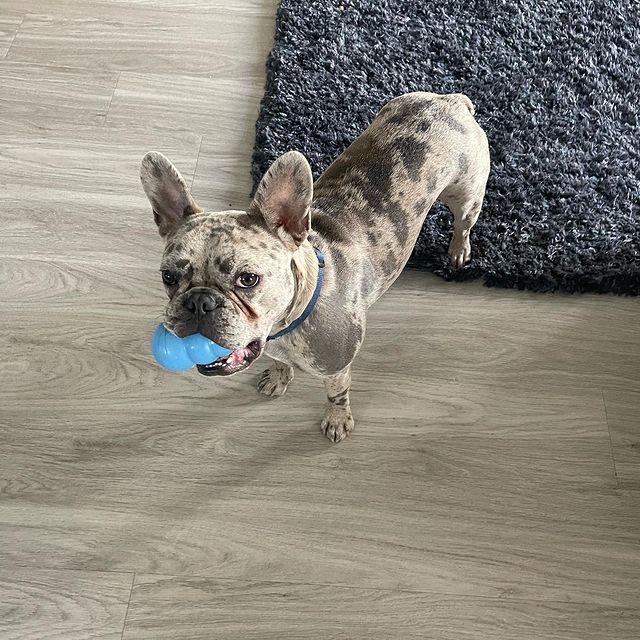 Tito the Lilac Famous Merle French Bulldog