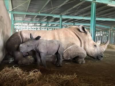 Giữa “tâm bão” dịch Covid-19, Vinpearl Safari chào đón bé tê giác mới chào đời với cái tên “Chiến thắng”.