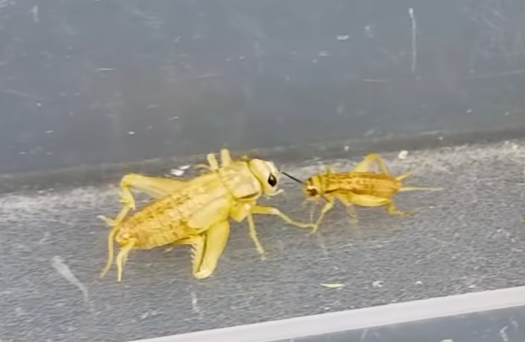 Adult and juvenile crickets