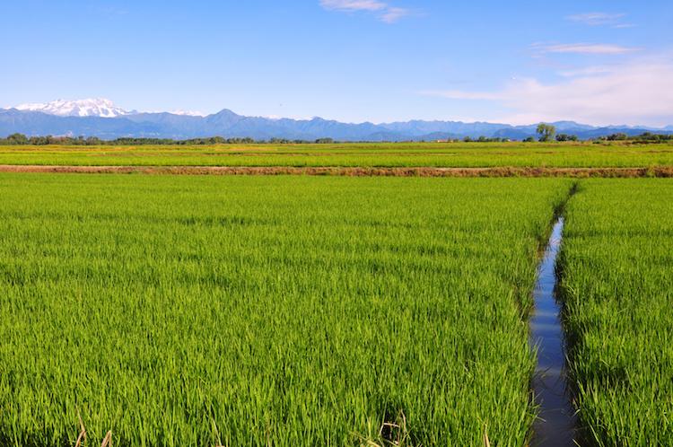 Coltivare il riso in maniera intensiva e sostenibile si può - Agronomia -  AgroNotizie