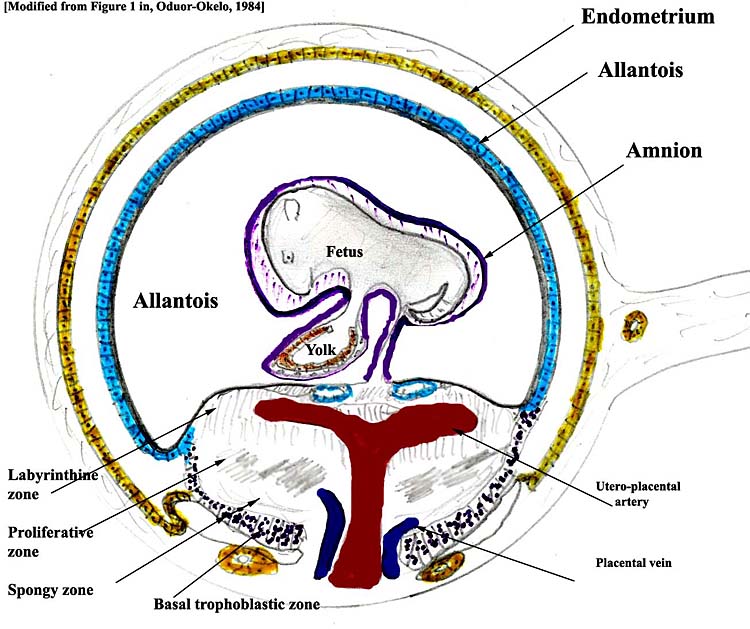This diagram illustrates the approximate relationship of membranes to uterus and placental disk