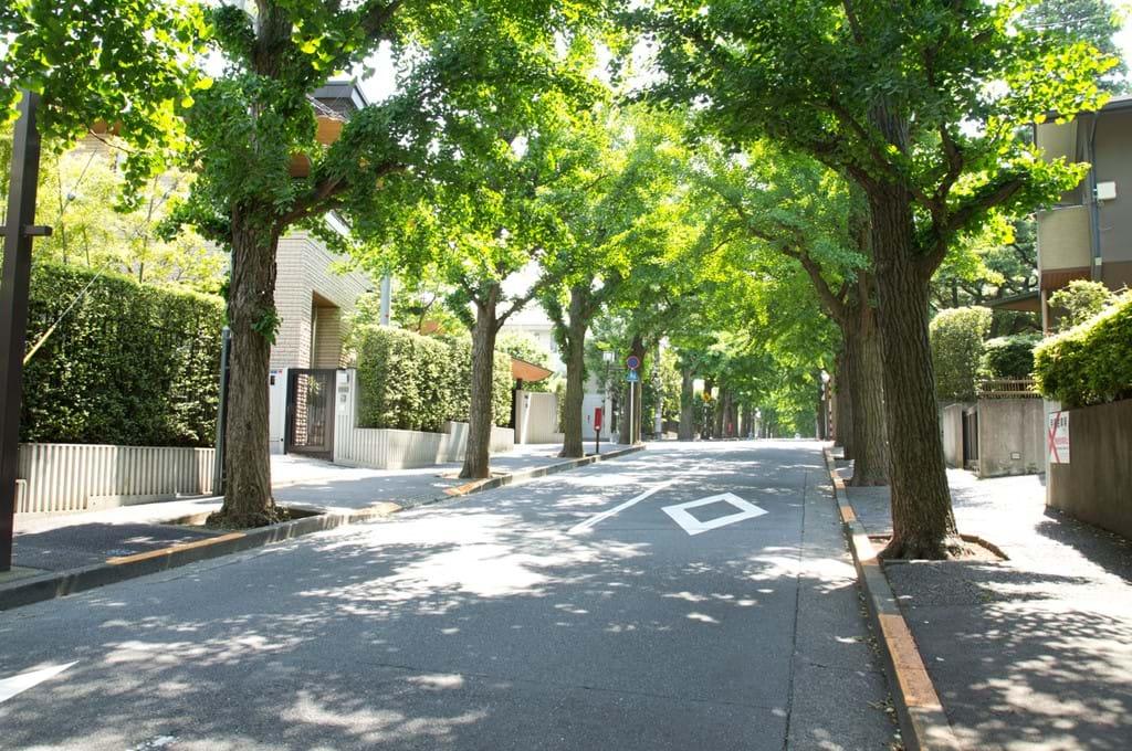 A street with trees on the side

Description automatically generated with medium confidence