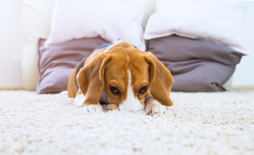 beagle burrows its head into the rug