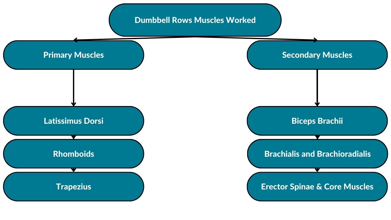 The image showcases the distinction between primary and secondary muscles working during dumbbell rows. Primary muscles include latissimus dorsi, rhomboids, and trapezius. Secondary muscles include biceps brachii, brachialis, brachioradialis, erector spinae, and core muscles.