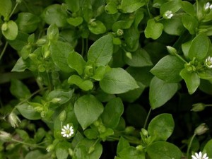 las plantas de nuestros pajaros las plantas de nuestros pajaros