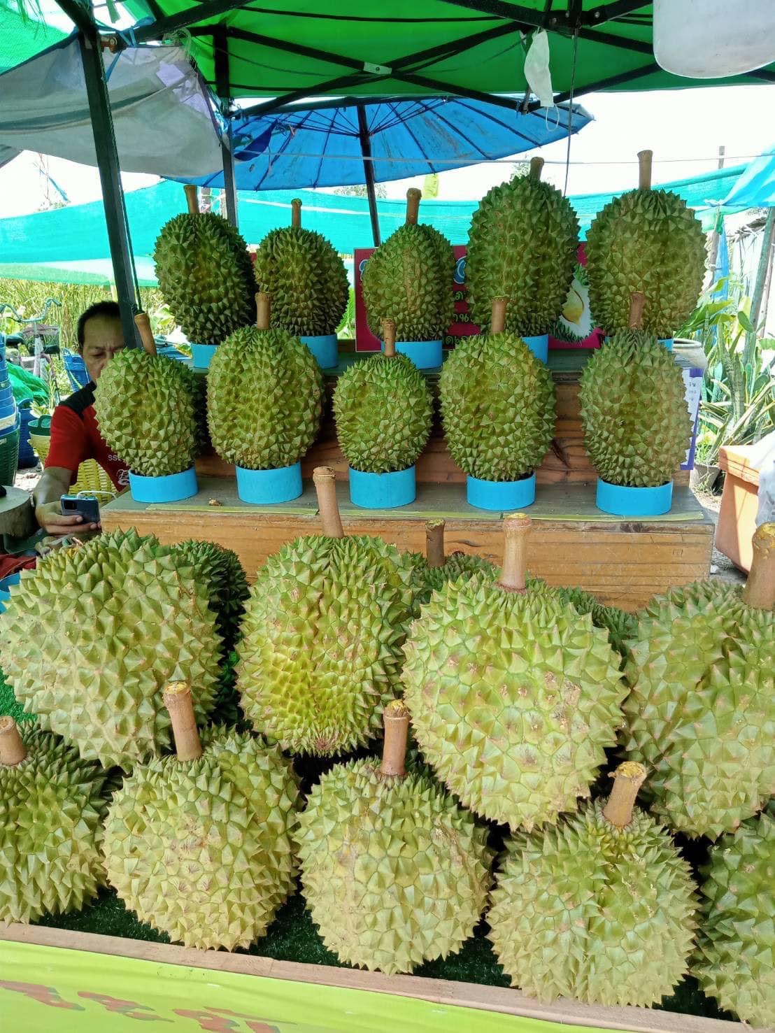 ทุเรียน Durian คืออะไร