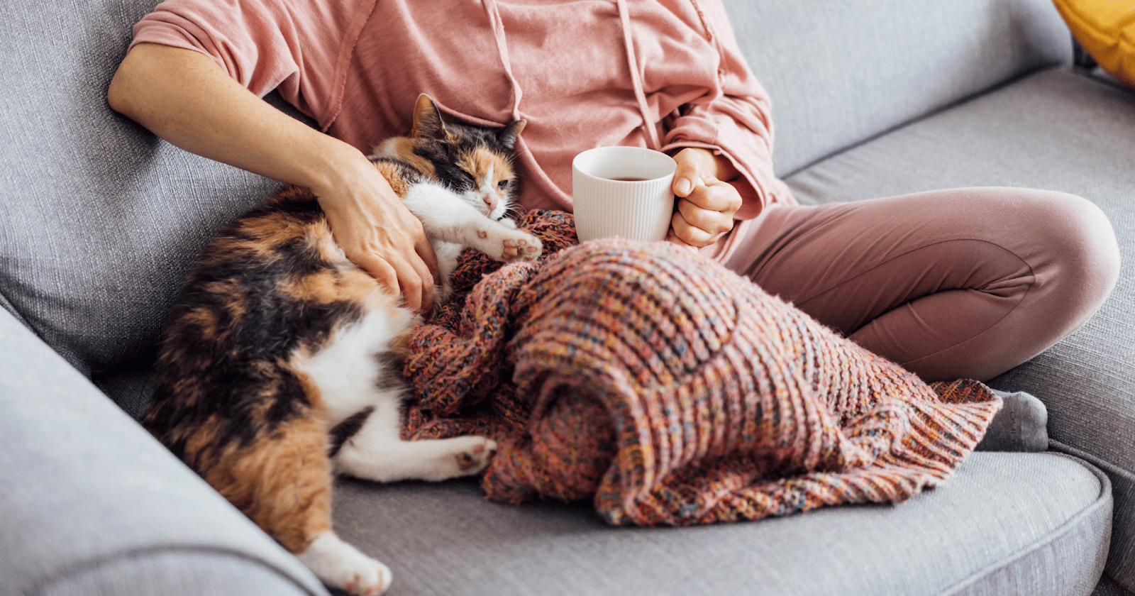 Calico cat laying beside owner on couch getting belly rubs