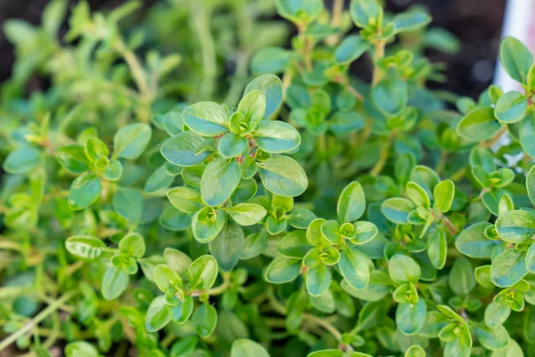Thyme (Thymus vulgaris)