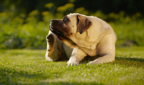 treat-dog-with-fleas