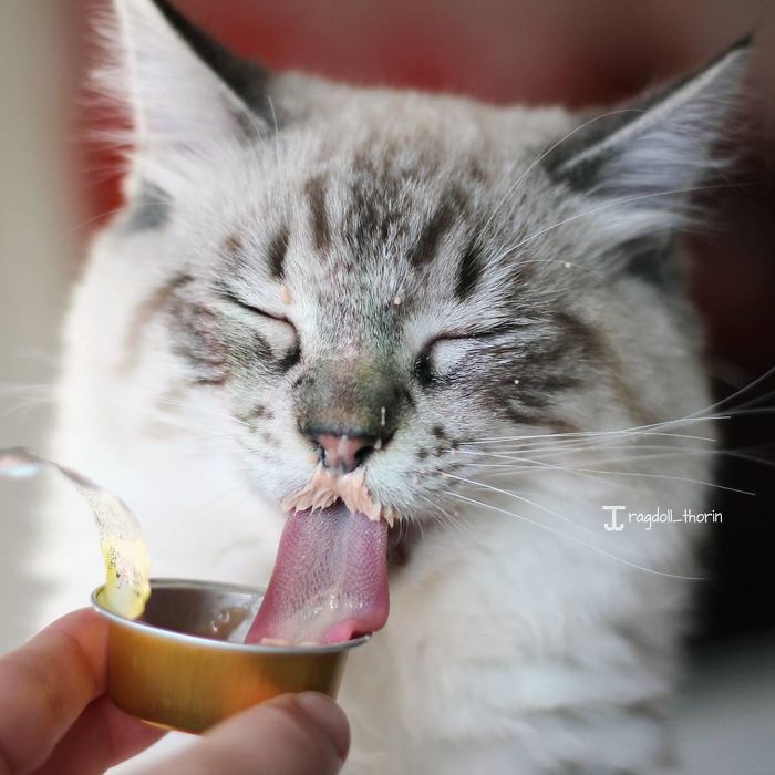 Meet Thorin, My Cat With The Incredibly Long Tongue