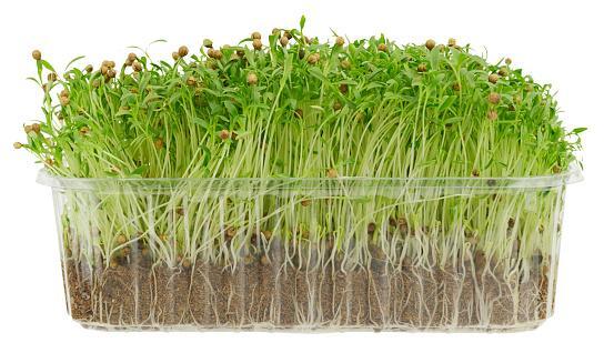 How to Grow and Care for Cilantro Microgreens? (From Planting to Harvesting)