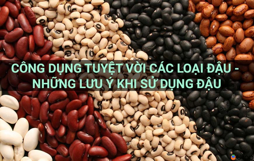 Công dụng tuyệt vời các loại đậu - Những lưu ý khi sử dụng đậu