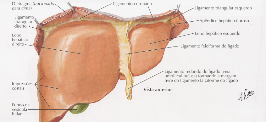 Vista anterior do fígado. Atlas de anatomia humana. Netter, 5°ed.