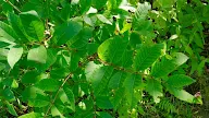 13 Undeniable Poison Sumac How To Treat Free