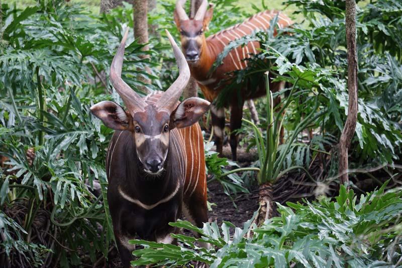 Bongo Antelope Aspiration 2.jpg