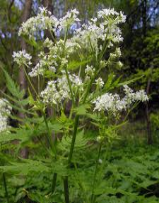 sweet cicely