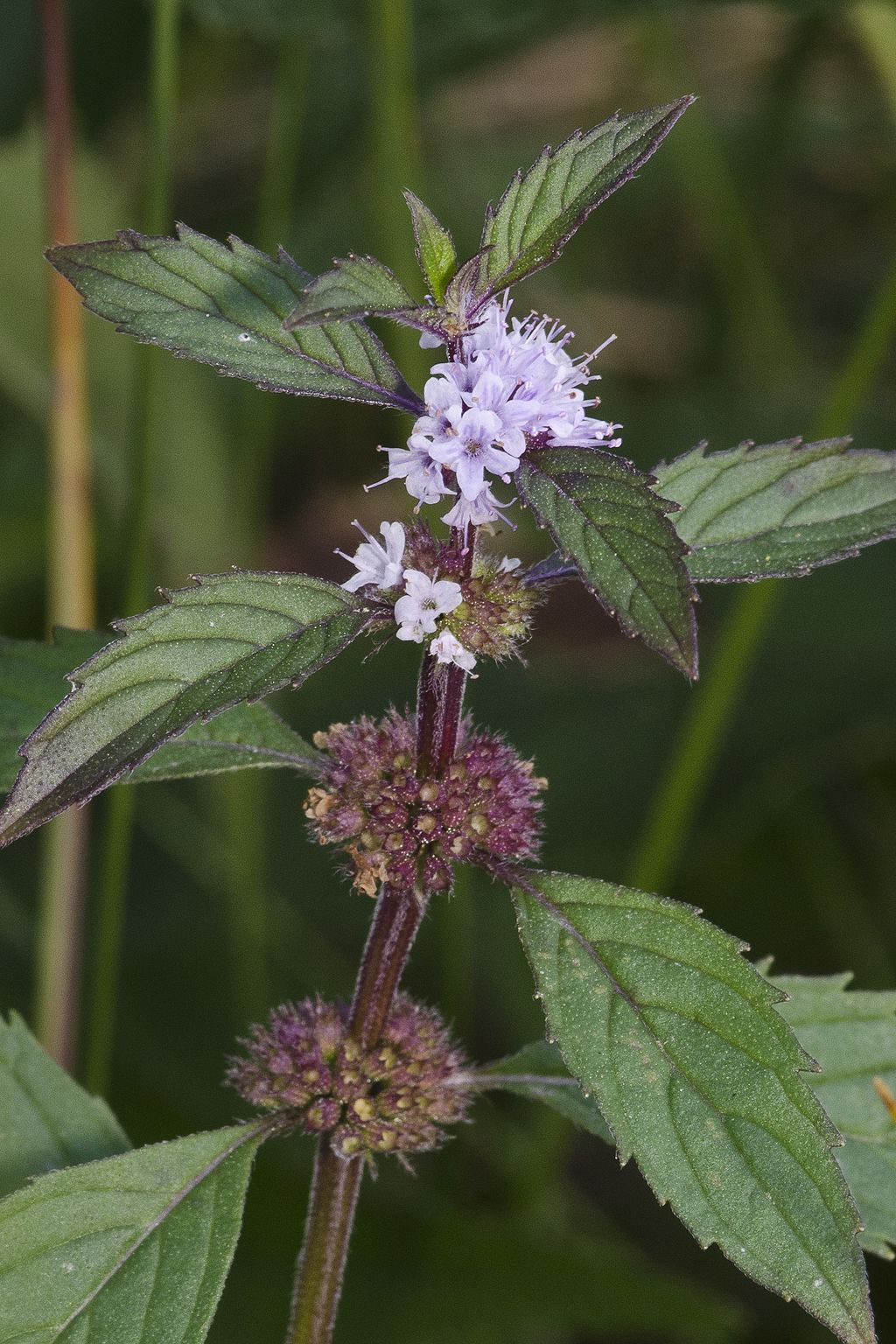 American Wild Mint