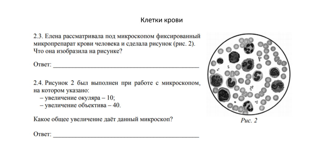 Как рассмотреть кровь под микроскопом Рисунок крови человека под микроскопом