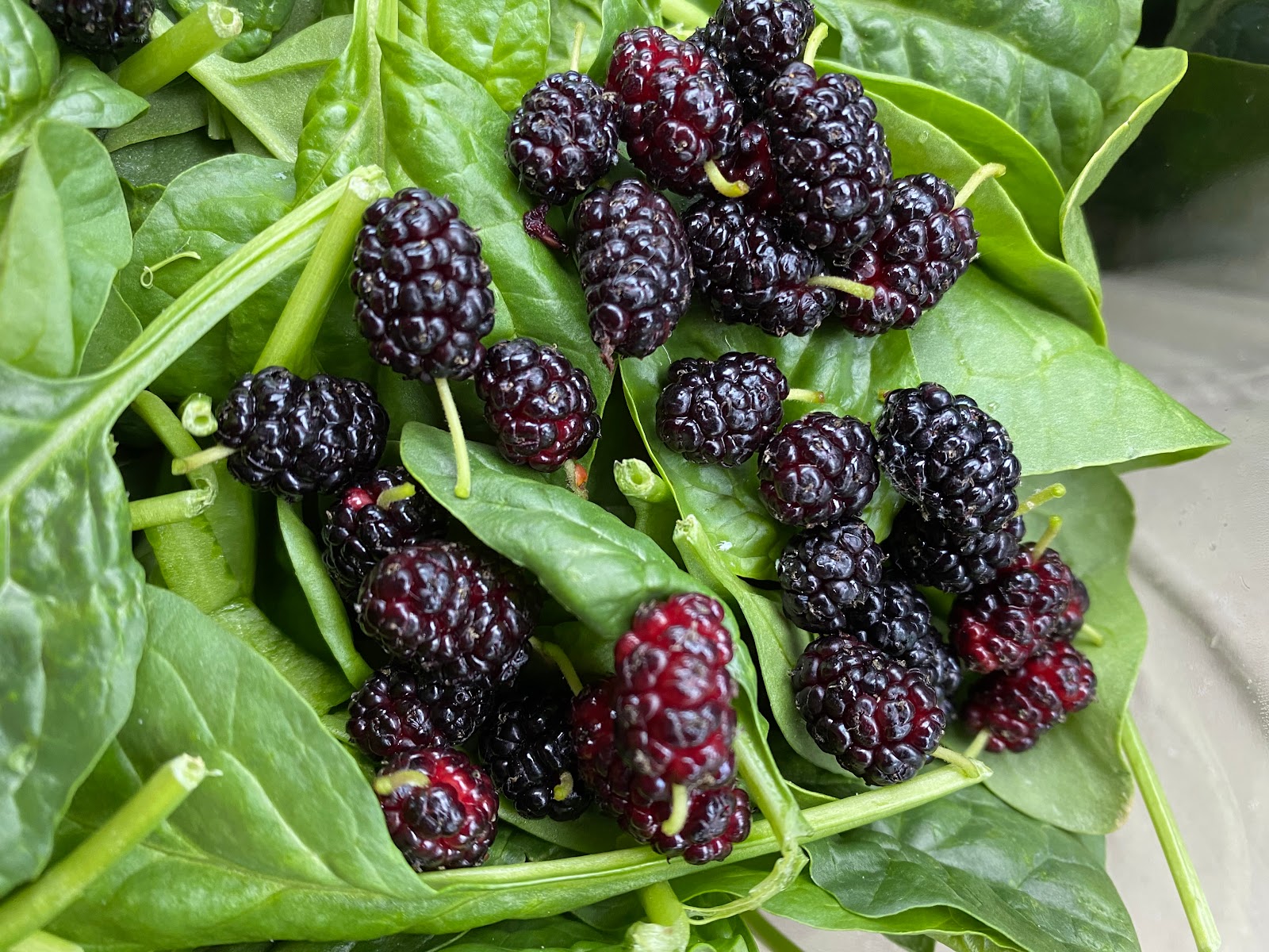 Edible RVA: Mulberry Salad - Urban Forest Dweller