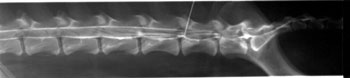 Lateral lumbar myelogram images of a normal dog: Epidural leakage in the caudal lumbar and sacral regions