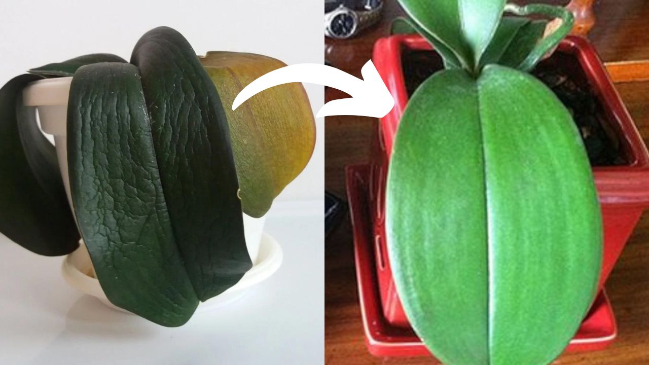 How To Fix And Revive Wrinkled Orchid Leaves