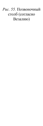 https://docs.google.com/drawings/d/sH6oexzJGDf4ZSKrozBsTWQ/image?parent=e/2PACX-1vStl1pMstT8ao8ygUh_N3tM2b40hXVKVTwSclHVQWg08EzzwNFEKILC6EEt-UReiQ&rev=1&drawingRevisionAccessToken=j_RPfgykj53F0g&h=493&w=171&ac=1