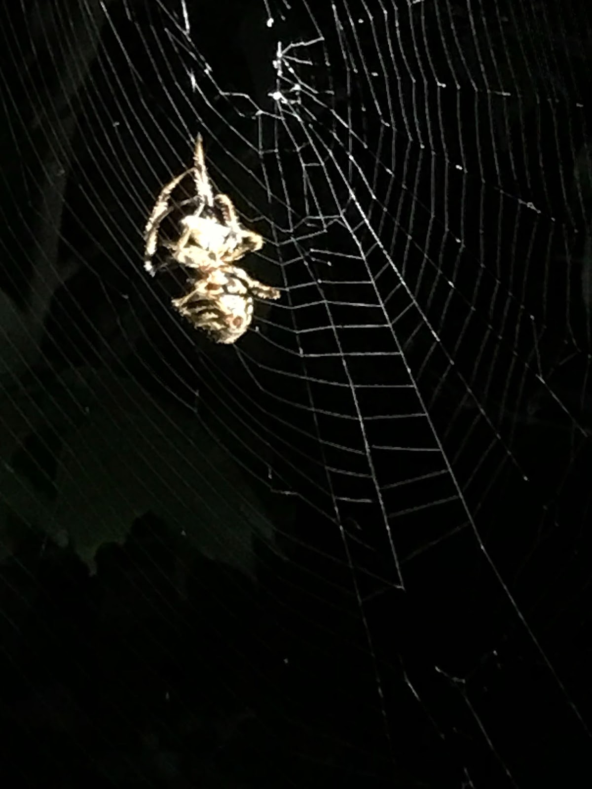 Spiders in Monteverde, Valle Escondido Reserve