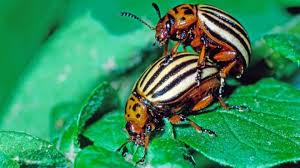 Image result for insect