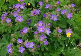 wood cranesbill