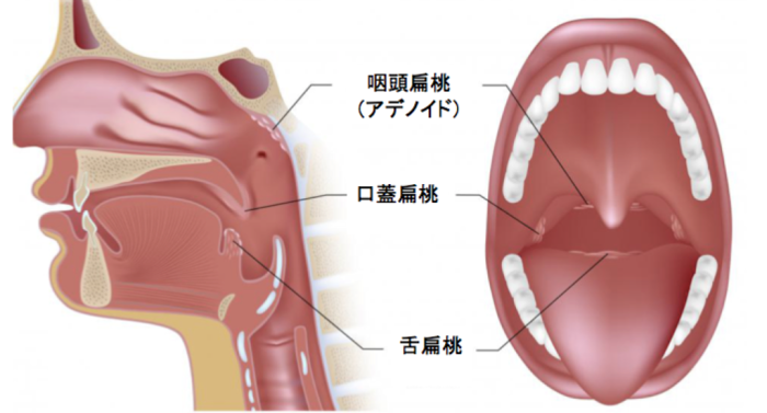 宇宙の毎回ベンチ扁桃腺炎肝臓 Kasugano The Top Jp