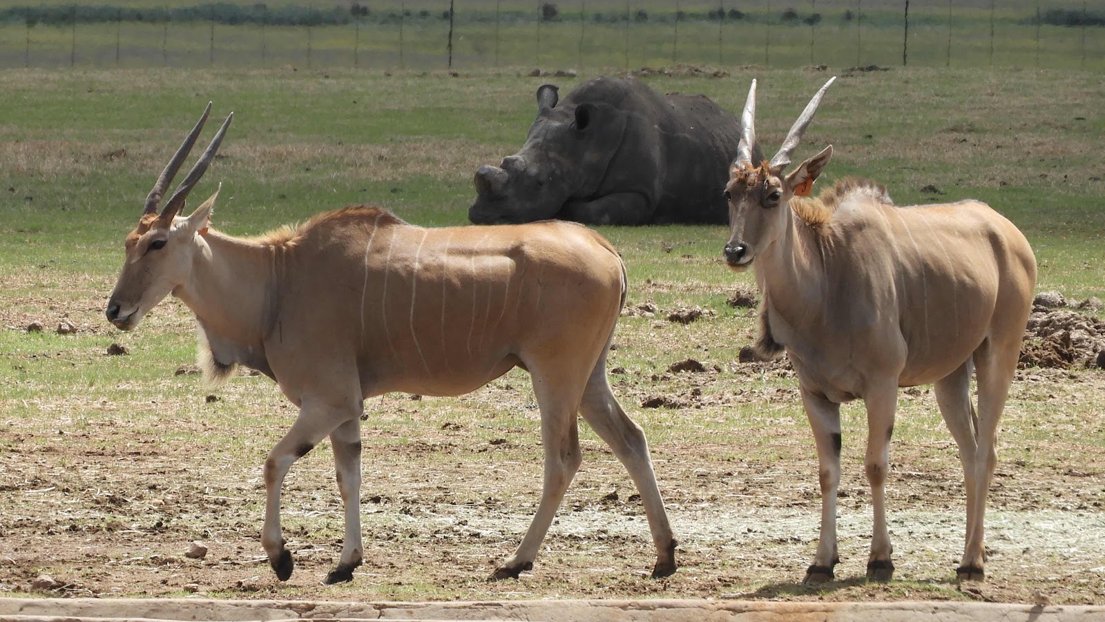 Petropport Alzu Eland